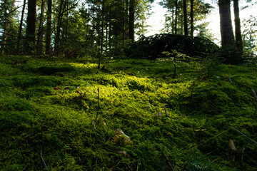 Obraz premium Moss and sunlight
