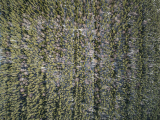 Obraz premium Green trees pattern aerial above view