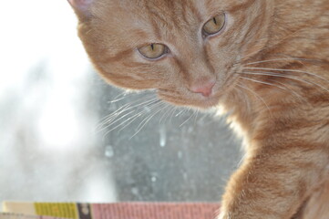 Red cat looks straight into the eyes