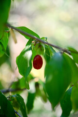 Ripe dogwood (Crnus) berries on tree