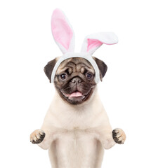 Pug puppy wearing easter rabbits ears looks at camera. Isolated on white background