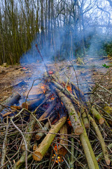 Chestnut Coppice on Hindhead Common