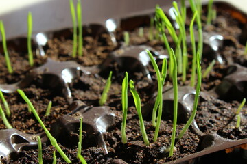 young sprouts of spring seedlings with dew drops