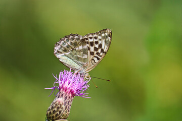 A silver-washed fritillary butterfly (Argynnis paphia) sits on a greater knapweed flower (Centaurea scabiosa) and drinks nectar with its proboscis. Selective focus.