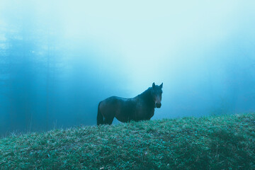 horse in the cold mist
