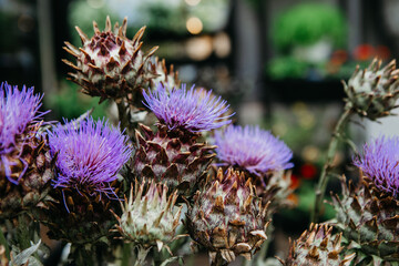 Spring blooming, summer time, plant for sale in store, bouquet decor and home delivery during covid-19