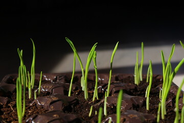 young sprouts of spring seedlings with dew drops