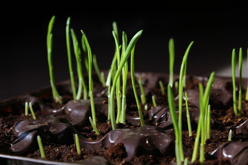 young sprouts of spring seedlings with dew drops