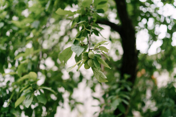 Green plums hang from tree branches among foliage.