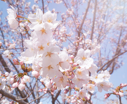 Branch of blossoming sakura close-up 