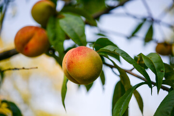 Peach on a peach tree