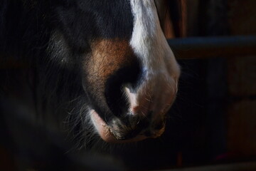 Squidgy Horse Nose