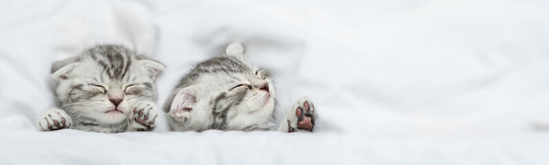 Two cozy kittens sleep on a bed under warm white blanket.  Top down view. Empty space for text