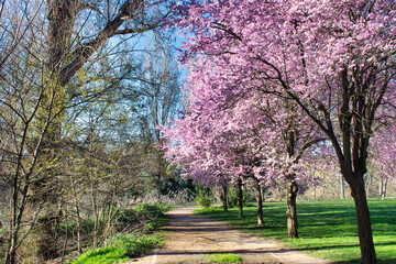 Camino de tierra bordeado de árboles almendro en flor al inicio de la primavera en Valladolid