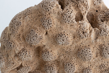 Dead coral on white background with macro details