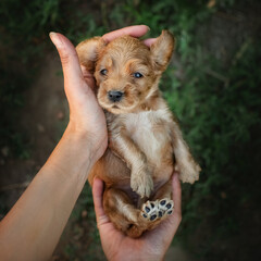english cocker spaniel little puppies cute photo on spring background
