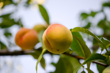 Peach on a peach tree