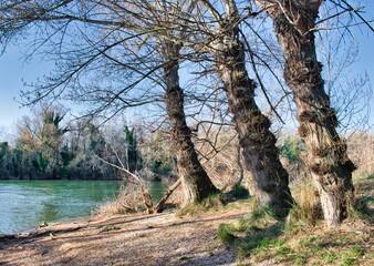 Tres troncos de &aacute;rboles secos en la ribera del r&iacute;o Pisuerga