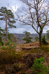 March 2021, Morning Walk at Highcombe