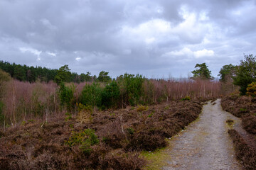 March 2021, Morning Walk at Highcombe
