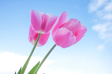 Obraz na płótnie Canvas Pink tulip on the blue sky background. Spring flower. Mothers day, Valentines Day, Birthday concept