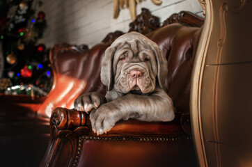 mastino napoletano cute puppies portrait of a pet dog in a beautiful interior at home
