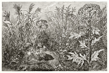 intricate Gigantic herbaceous plants on the bank of Amur river making a background of vegetation, Asia. Ancient grey tone etching style art by Catenacci, Le Tour du Monde, 1862