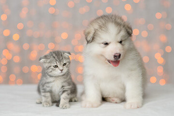 Fototapeta na wymiar Tiny kitten and Alaskan malamute puppy sit together on festive background