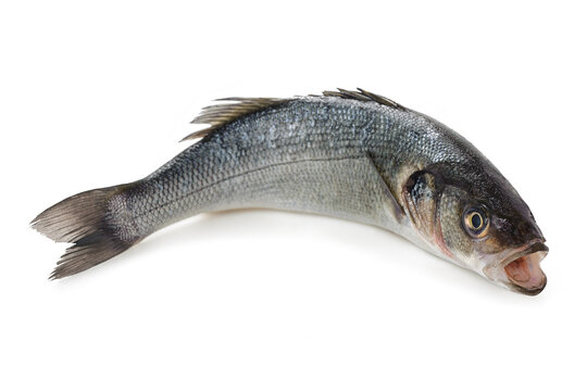  Fresh Sea bass