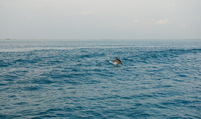 Fototapeta premium A dolphin family leaping out of the clear blue Maldivian waters.