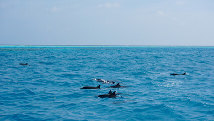 dolphin jumping out of water. A dolphin family leaping out of the clear blue Maldivian waters.