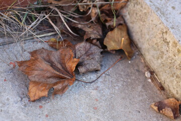 leaf on the ground