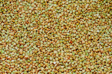 Green unroasted buckwheat groats solid background. Copy space
