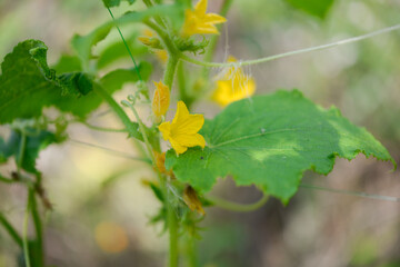Cucumber flower in the garden