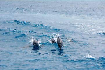 Naklejka premium dolphin jumping out of water. A dolphin family leaping out of the clear blue Maldivian waters.