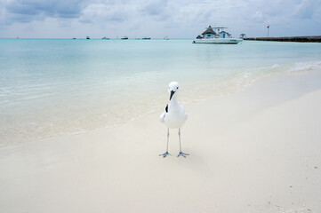  A Crab Plover (Dromas ardeola) on the beach at Rihiveli, Maldives