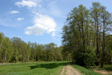 Polana łąka drzewa natura niebo chmury krajobraz 