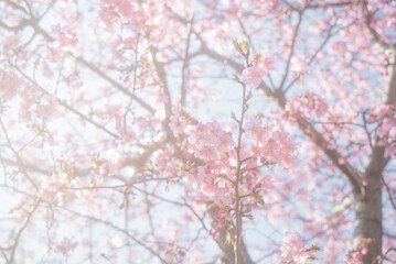 柔らかく優しいイメージの桜