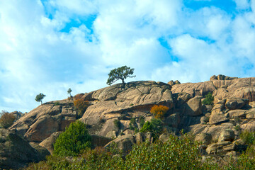 solitary oak on weathered granite rocks