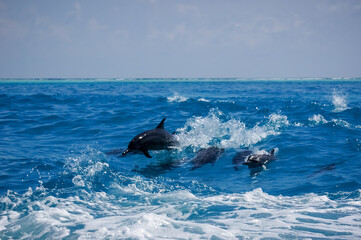 dolphin jumping out of water. A dolphin family leaping out of the clear blue Maldivian waters.