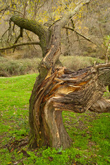 old tree trunk broken by the passage of time and inclement weather
