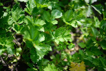 Celery (Apium graveolens) - leaves in the garden