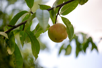 Peach on a peach tree