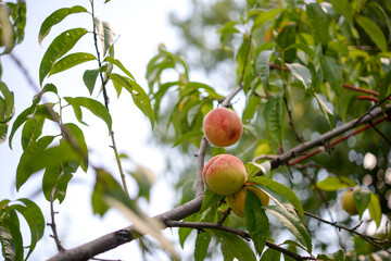 Peach on a peach tree