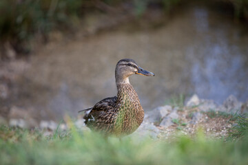 Female mallard (Anas platyrhynchos) duck on a lake