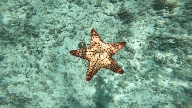 Huge red starfish close up going on the sea bottom underwater . concept of holiday, vacation and relaxing 