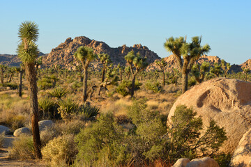 Stones and rocks and joshua trees, landscape in western usa, california