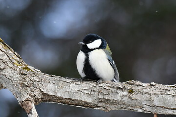 真冬の北海道の森、囀るシジュウカラ