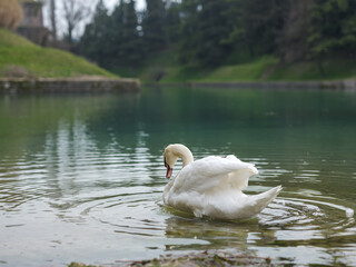 Weißer Schwan