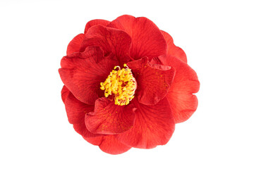 Fully bloom Red camellia flower with yellow stamen and pistils isolated on white background. Camellia japonica